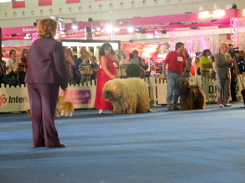 To jako ciekawostka rodzajowa: Pies pasterski Komondor i Pani w sukni wieczorowej :D
