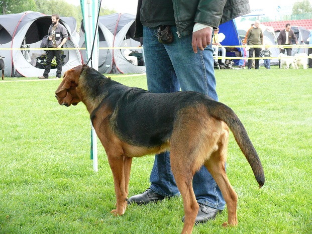 Karbon.