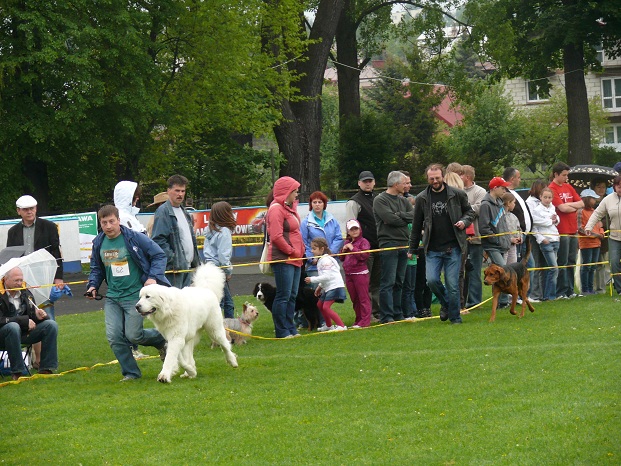 I zaczęły się rasy polskie.