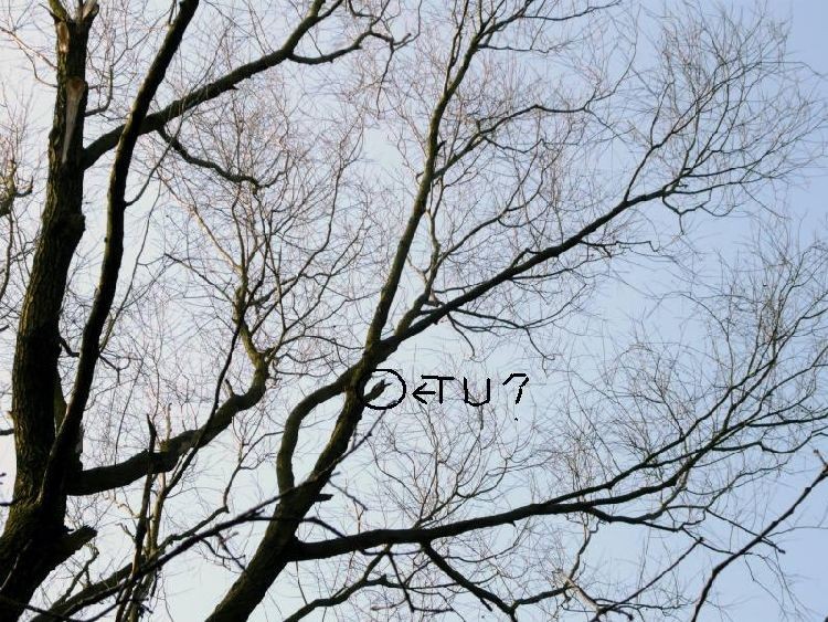 dzięcioł1.JPG