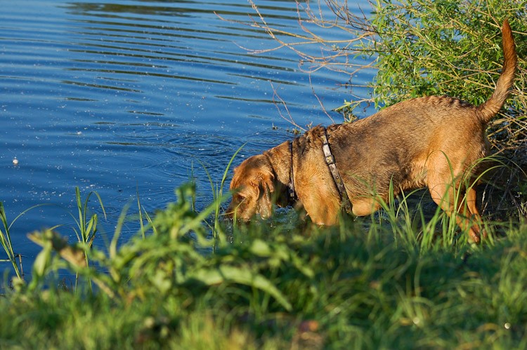 To będzie lekcja pływania! Mokry pies w trzech krokach!