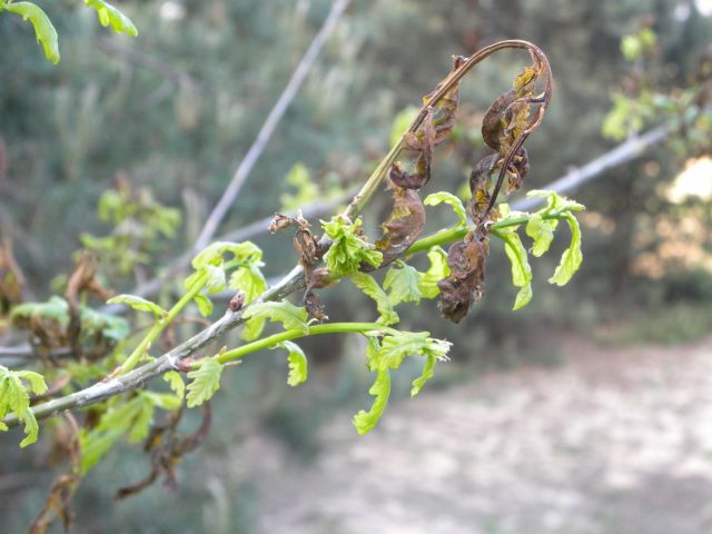 Obraz 051.jpg