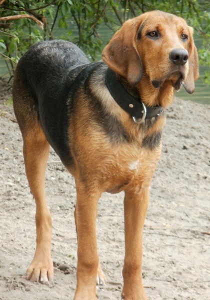 Puszkar