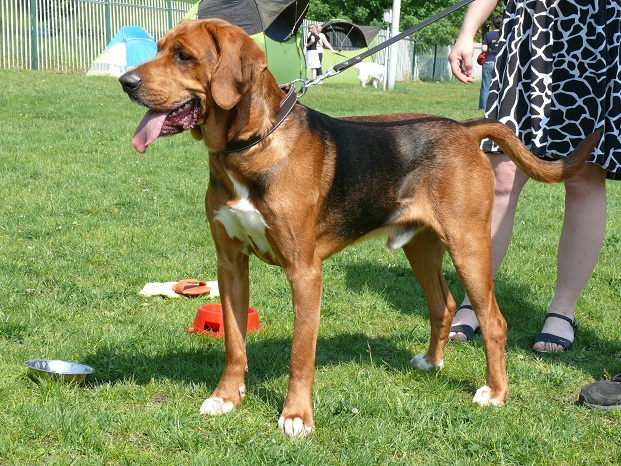 Łoskot.