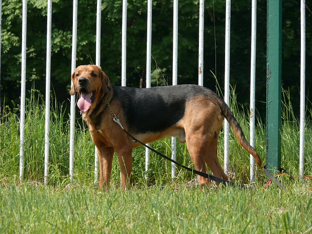 Zenit.