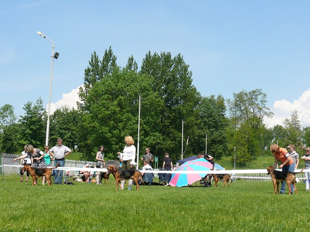 Porównanie psów.