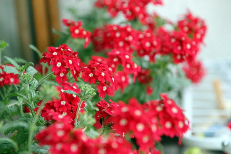 IMG_5176_resize_resize.JPG