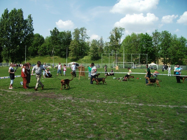 biegliśmy i biegaliśmy i nie wybiegaliśmy rasy :(