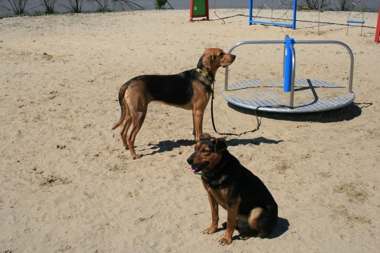 I msce - ogar NN, II - Cyga:)