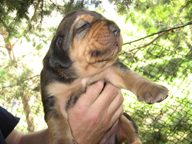 szczeniaki5.JPG