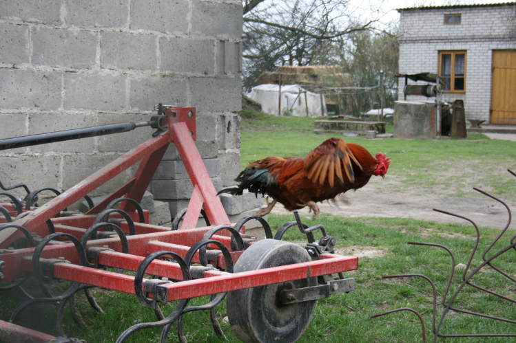 wielkanoc_2009 046.jpg