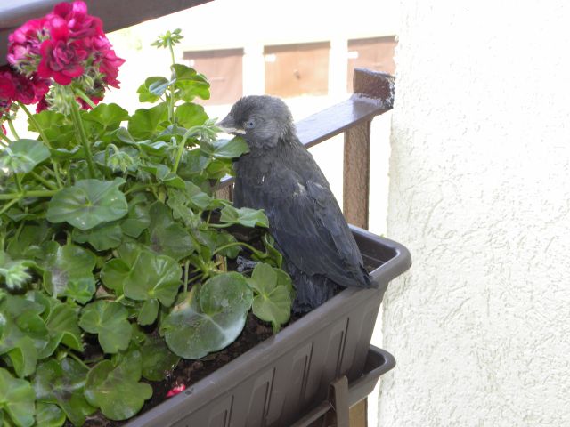 Prezentu jak na razie nie widać. Wyniosłem na balkon i tak się spodobało w moich pelargoniach, że nie chce odlecieć
