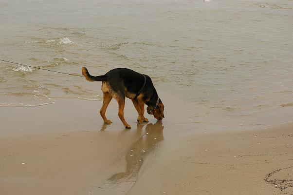 Nuta w morzu ;)