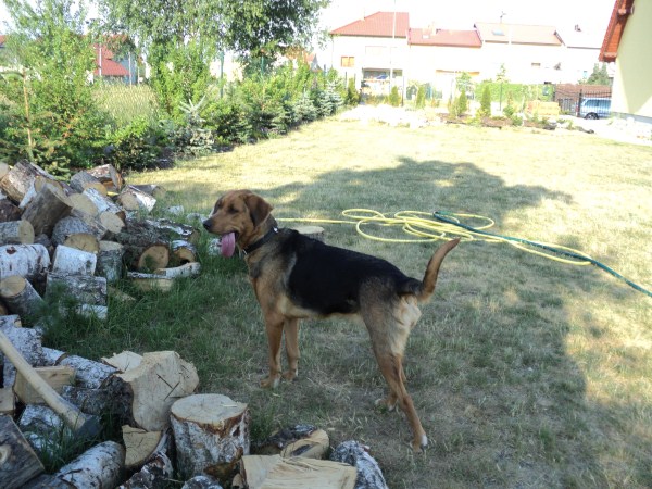 A co tam łazi za płotem?