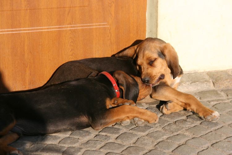 wiosna 2009kwiecień 205.jpg