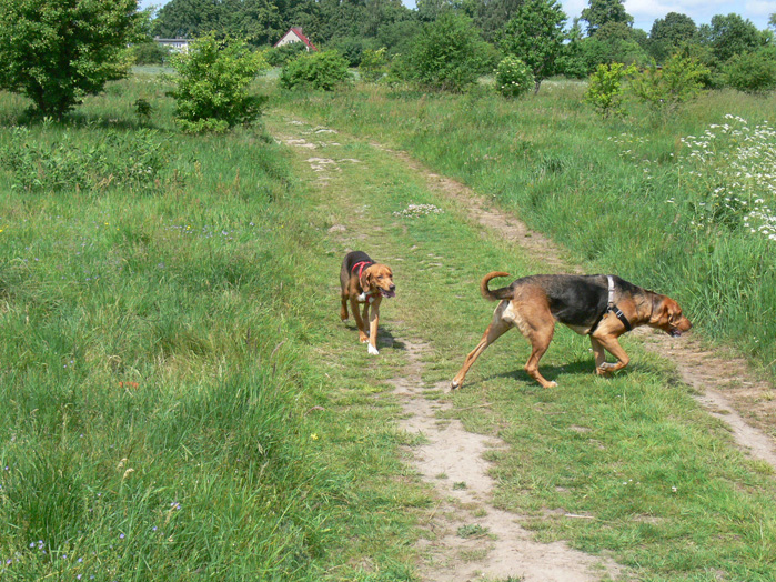 Idziesz niby grzecznie i nagle zwinnie w krzaki