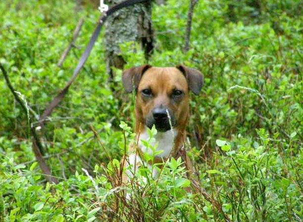 Nasza mała ciekawostka, Werwa - patterdale terrier