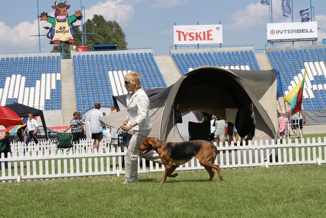 Czajka