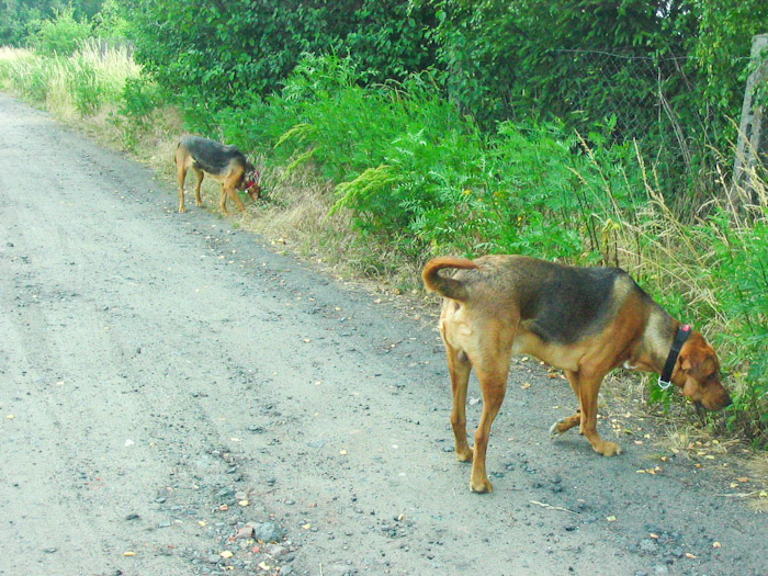 kapl-18.jpg