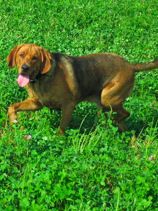 kapl-30.jpg
