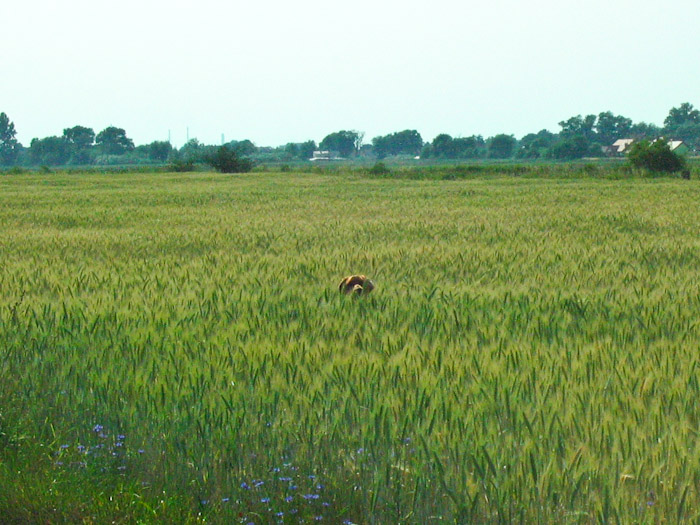kapl-35.jpg