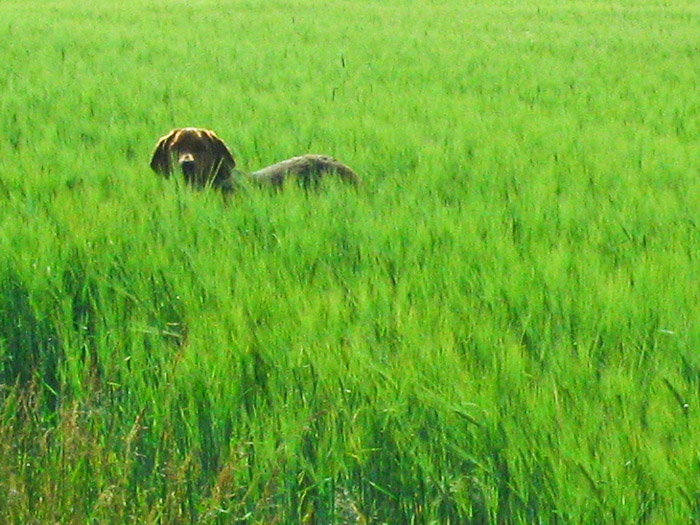 kapl-39.jpg
