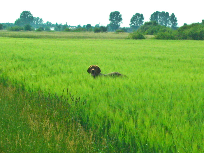 kapl-40.jpg