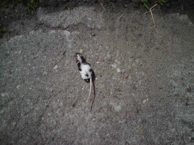 Nowy gatunek w naszym lesie