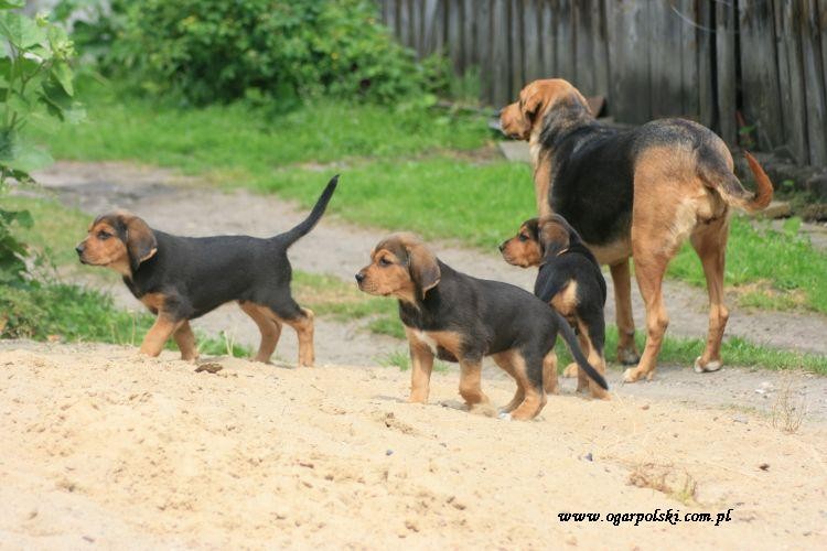 od lewej: Danu, Diana, Dejmond, Arteja