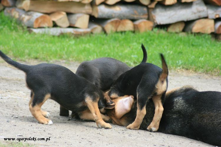 Na trzy, cztery - zagryzamy mamę!!!