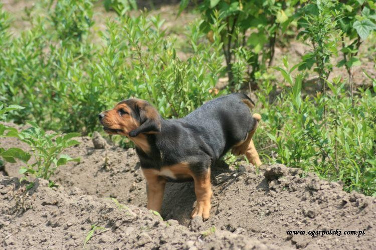 Rolnik