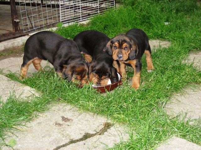 miot A Zachcianka-Smyk 18 czerwiec 2011.JPG
