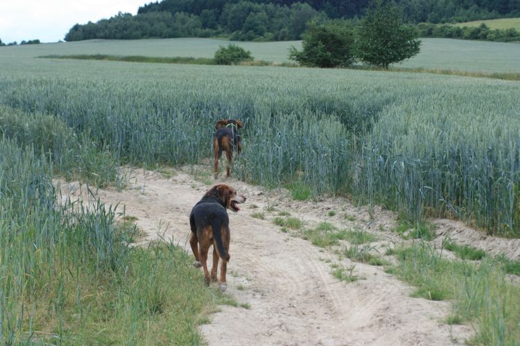 więc kumpelką Zagaja