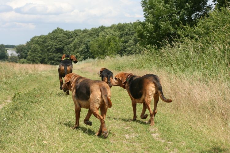 na konwersację się zebrało:<br />&quot;Pasia w czym jest problem?&quot;