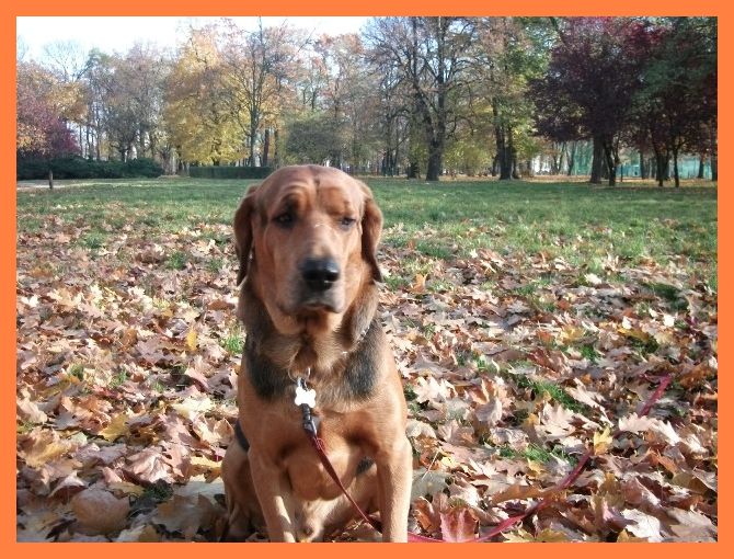 Sokół / Ares