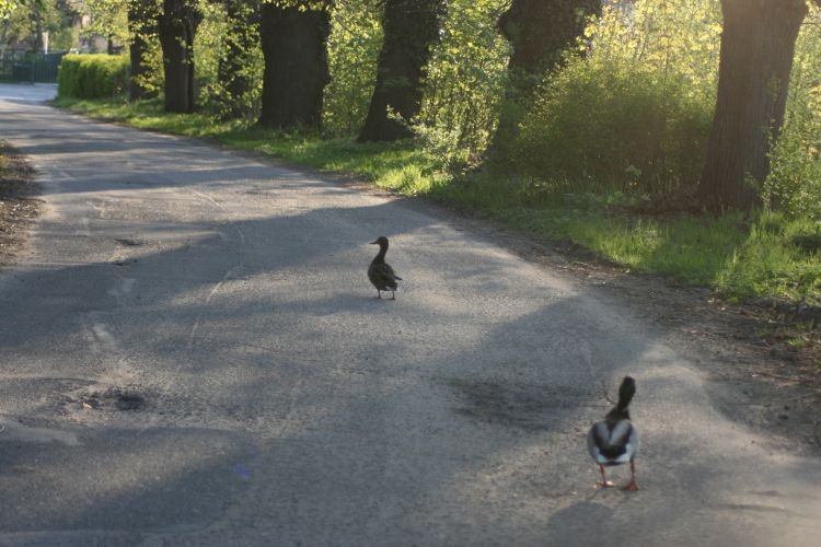 wracając do domu na naszej ulicy spotkaliśmy taka ładna parę
