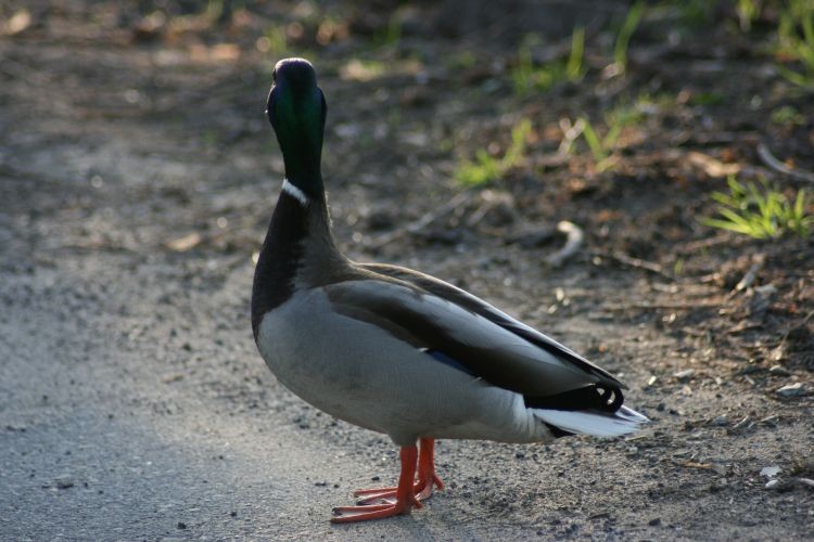 pan Kaczor