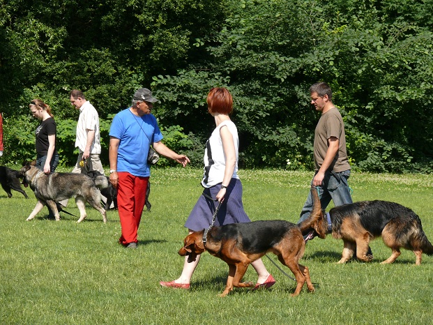 - Tyle psów i z żadnym pobawić się nie wolno! Aberracja!