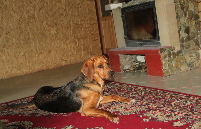 Hrabina ...
