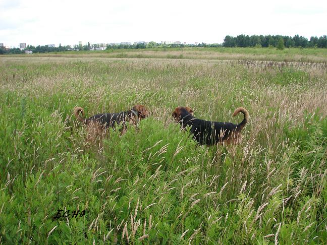 Teodor i Eryk