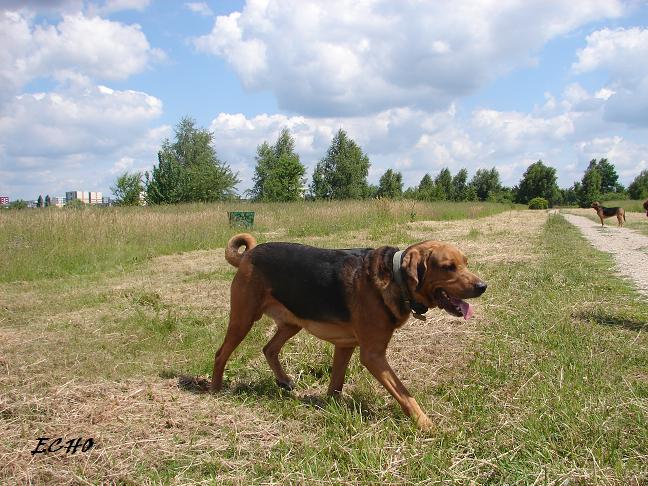 Teodor
