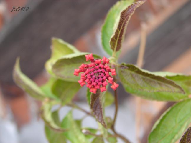 LANTANA.jpg