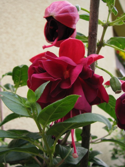 IMG_8286.jpg