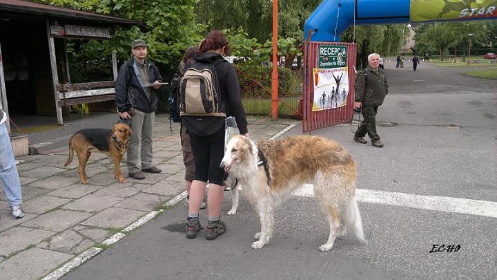 DOGTREKKING3.jpg