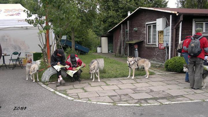 DOGTREKKING4.jpg