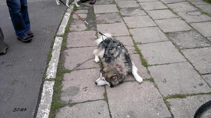 DOGTREKKING5.jpg