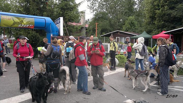 DOGTREKKING6.jpg
