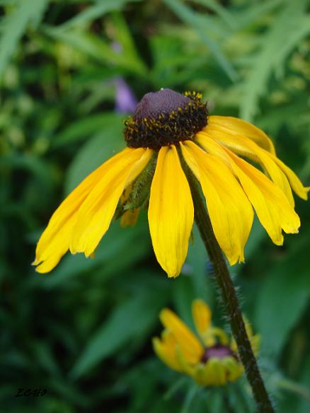 rudbekia