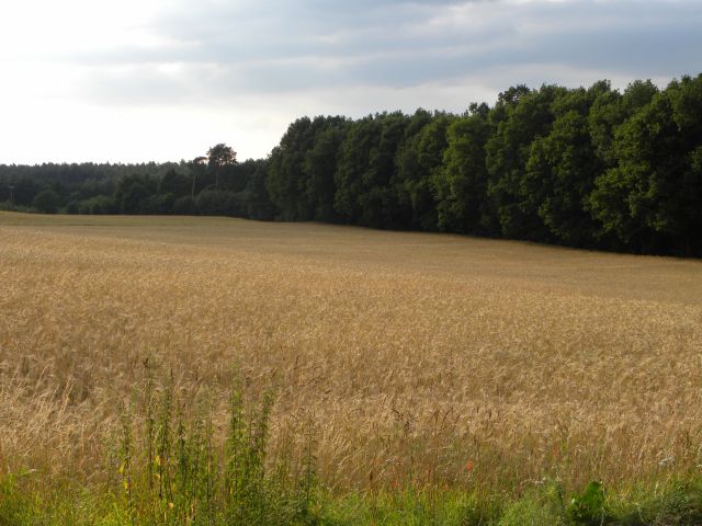 Zboże...