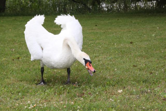 nawet chciał się zadomowić